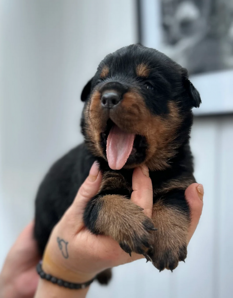 bellissimi e dolcissimi cuccioli rottweiler per ladozione | Foto 2