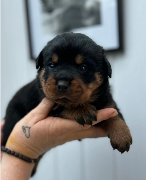 bellissimi e dolcissimi cuccioli rottweiler per ladozione | Foto 1