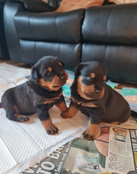 bellissimi e dolcissimi cuccioli rottweiler per ladozione | Foto 4