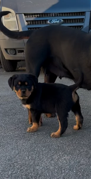 bellissimi e dolcissimi cuccioli rottweiler per ladozione
