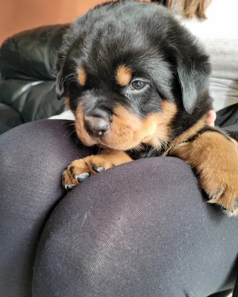 bellissimi e dolcissimi cuccioli rottweiler per ladozione | Foto 2