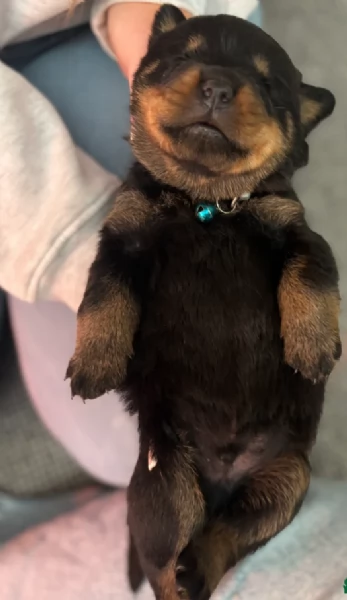 bellissimi e dolcissimi cuccioli rottweiler per ladozione | Foto 5