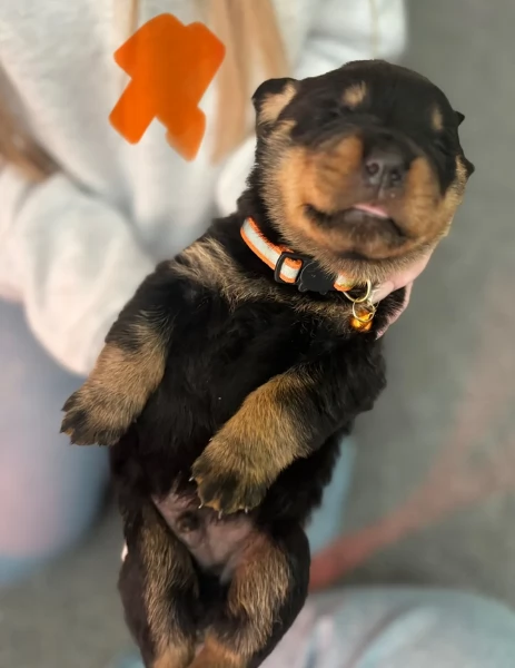 bellissimi e dolcissimi cuccioli rottweiler per ladozione | Foto 0