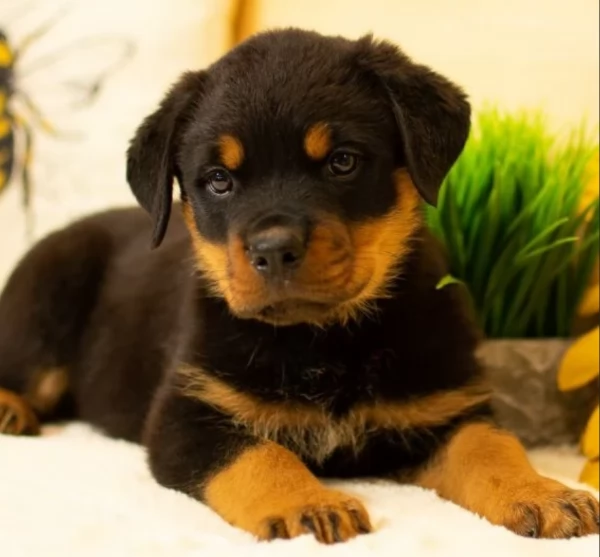 bellissimi e dolcissimi cuccioli rottweiler per ladozione | Foto 5