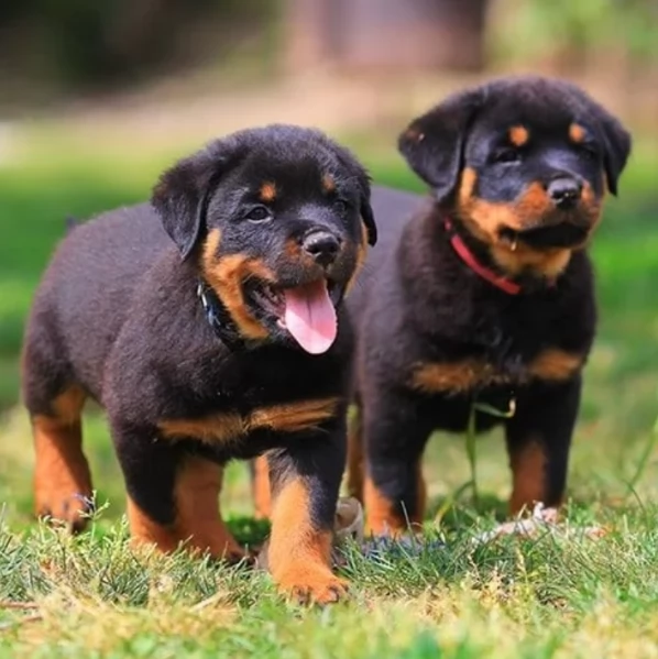 bellissimi e dolcissimi cuccioli rottweiler per ladozione | Foto 4