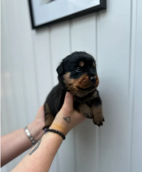bellissimi e dolcissimi cuccioli rottweiler per ladozione