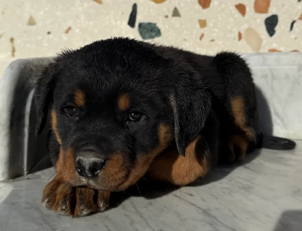 bellissimi e dolcissimi cuccioli rottweiler per ladozione
