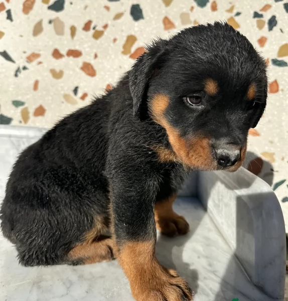 bellissimi e dolcissimi cuccioli rottweiler per ladozione | Foto 6