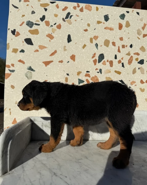 bellissimi e dolcissimi cuccioli rottweiler per ladozione