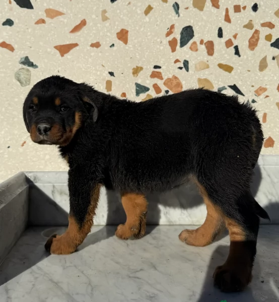 bellissimi e dolcissimi cuccioli rottweiler per ladozione | Foto 3