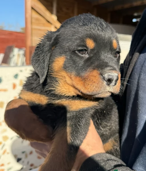 bellissimi e dolcissimi cuccioli rottweiler per ladozione | Foto 2