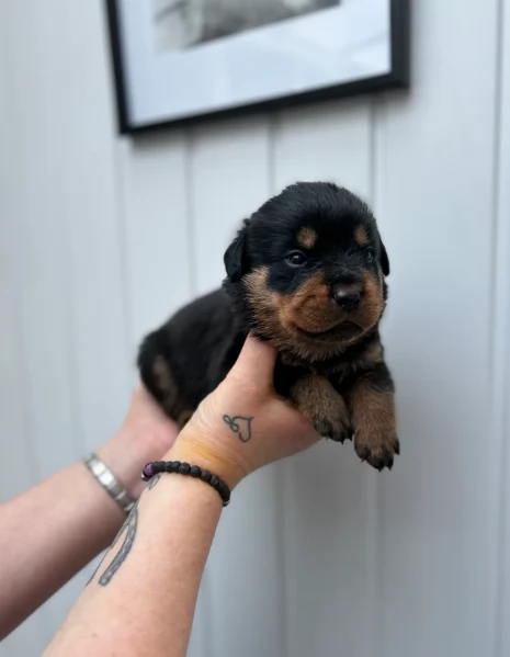 bellissimi e dolcissimi cuccioli rottweiler per ladozione | Foto 1