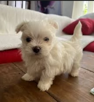 CUCCIOLI DI Maltese ALLEVATI CON AMORE per adozione | Foto 2