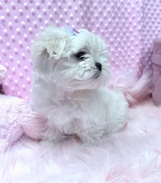 CUCCIOLI DI Maltese ALLEVATI CON AMORE per adozione | Foto 1