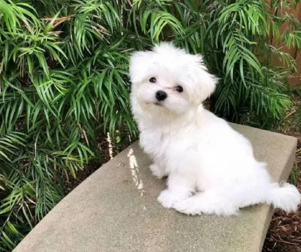 CUCCIOLI DI Maltese ALLEVATI CON AMORE per adozione | Foto 5