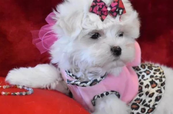 CUCCIOLI DI Maltese ALLEVATI CON AMORE per adozione