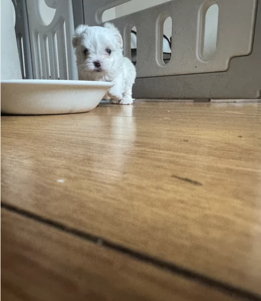CUCCIOLI DI Maltese ALLEVATI CON AMORE per adozione | Foto 0