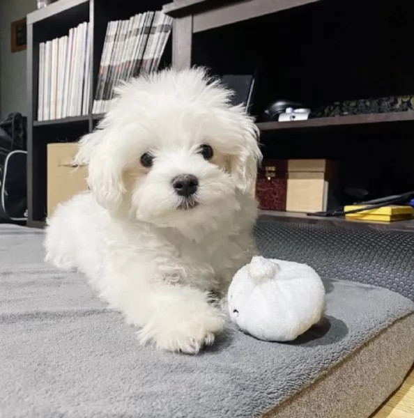 CUCCIOLI DI Maltese ALLEVATI CON AMORE per adozione | Foto 0