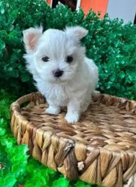 CUCCIOLI DI Maltese ALLEVATI CON AMORE per adozione | Foto 5
