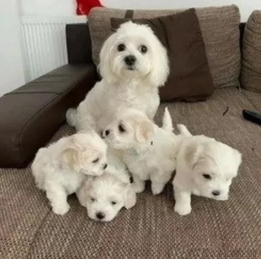 CUCCIOLI DI Maltese ALLEVATI CON AMORE per adozione | Foto 1