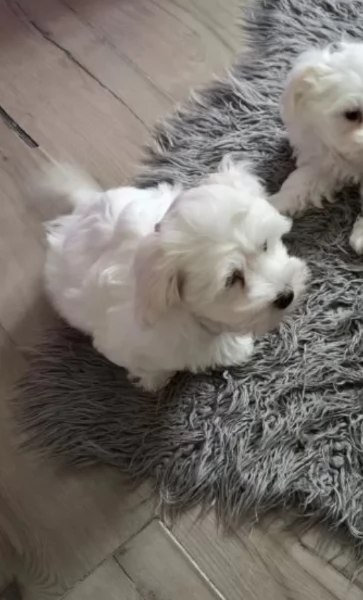 CUCCIOLI DI Maltese ALLEVATI CON AMORE per adozione | Foto 3