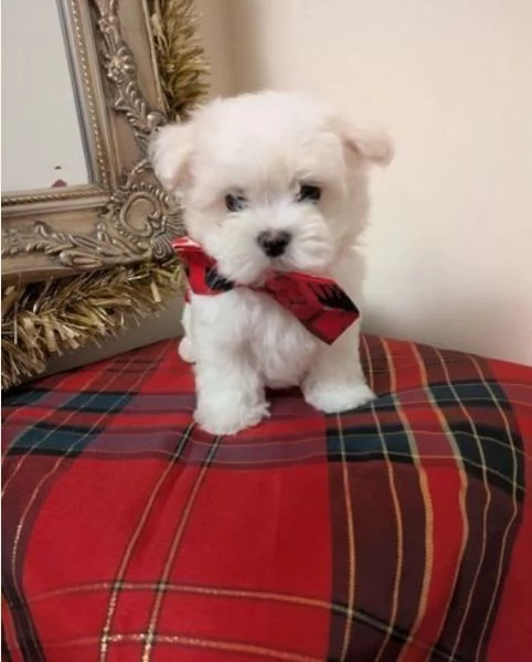 CUCCIOLI DI Maltese ALLEVATI CON AMORE per adozione | Foto 5