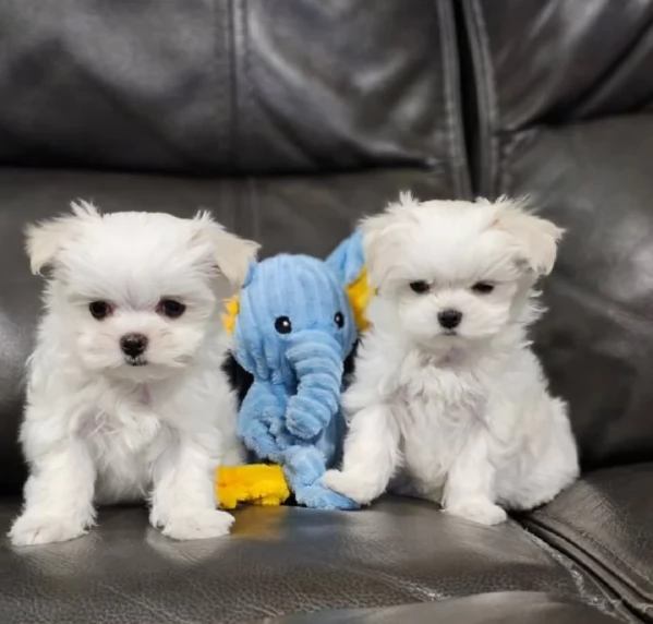CUCCIOLI DI Maltese ALLEVATI CON AMORE per adozione