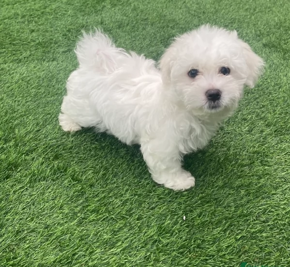 CUCCIOLI DI Maltese ALLEVATI CON AMORE per adozione