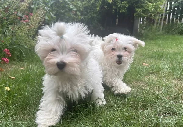 CUCCIOLI DI Maltese ALLEVATI CON AMORE per adozione | Foto 3