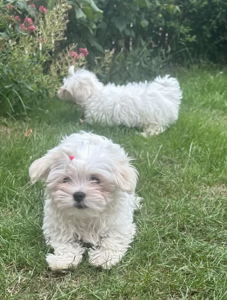 CUCCIOLI DI Maltese ALLEVATI CON AMORE per adozione | Foto 1