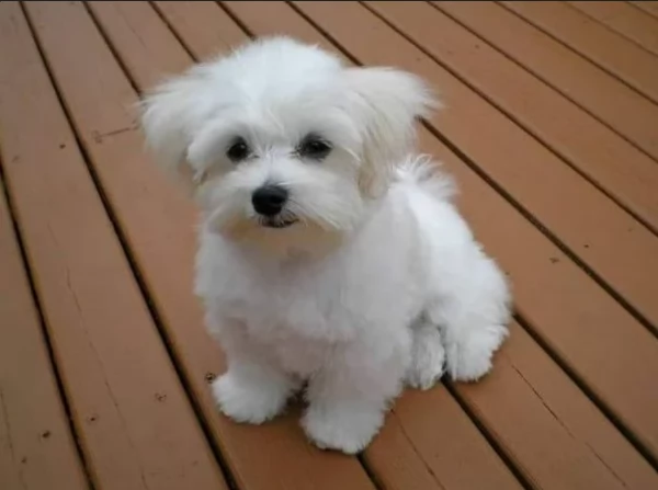 CUCCIOLI DI Maltese ALLEVATI CON AMORE per adozione | Foto 3