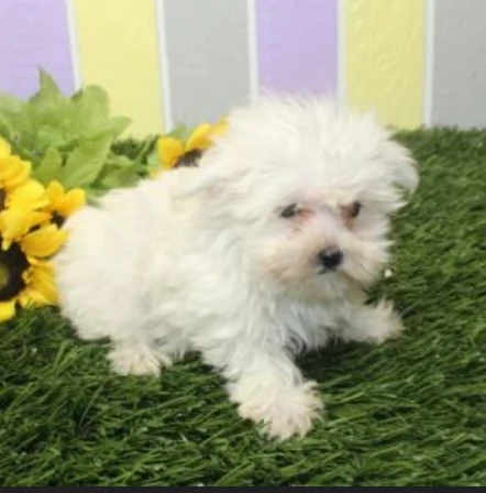 CUCCIOLI DI Maltese ALLEVATI CON AMORE per adozione | Foto 0