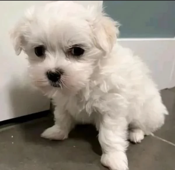 CUCCIOLI DI Maltese ALLEVATI CON AMORE per adozione | Foto 6