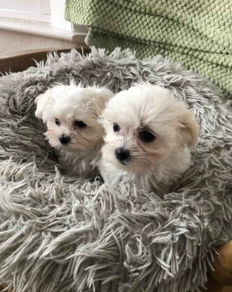 CUCCIOLI DI Maltese ALLEVATI CON AMORE per adozione | Foto 5