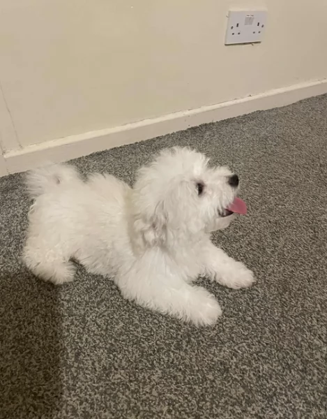 CUCCIOLI DI Maltese ALLEVATI CON AMORE per adozione | Foto 2