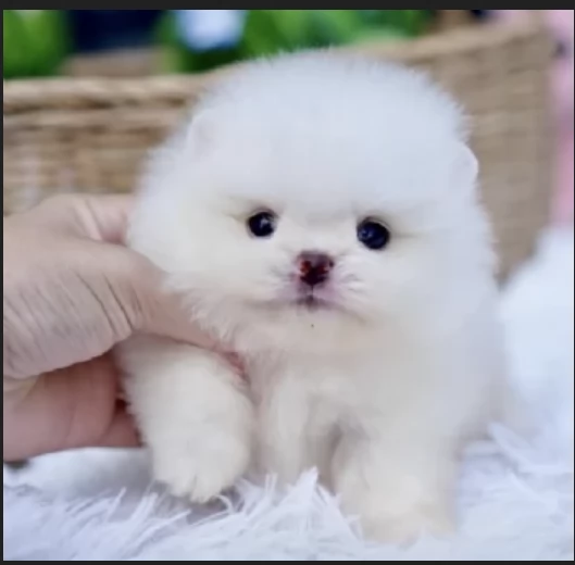 Cucciolo di Pomerania Toy con soffice pelliccia pronto per adozione | Foto 3