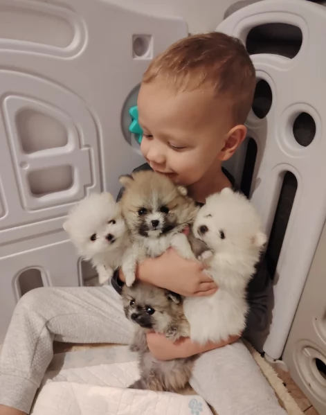 Cucciolo di Pomerania Toy con soffice pelliccia pronto per adozione