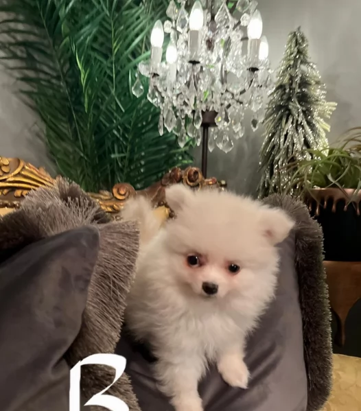 Cucciolo di Pomerania Toy con soffice pelliccia pronto per adozione | Foto 1