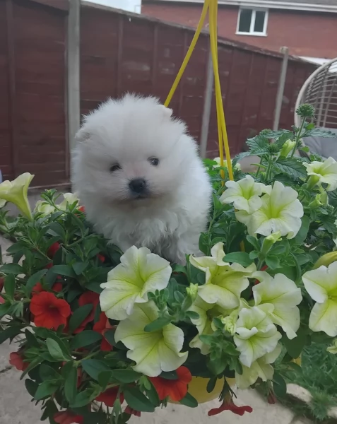 Cucciolo di Pomerania Toy con soffice pelliccia pronto per adozione | Foto 1