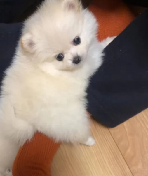 Cucciolo di Pomerania Toy con soffice pelliccia pronto per adozione | Foto 5