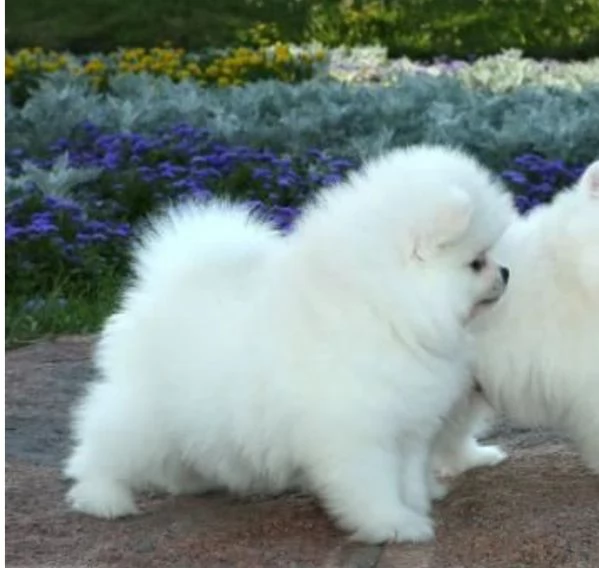 Cucciolo di Pomerania Toy con soffice pelliccia pronto per adozione | Foto 2