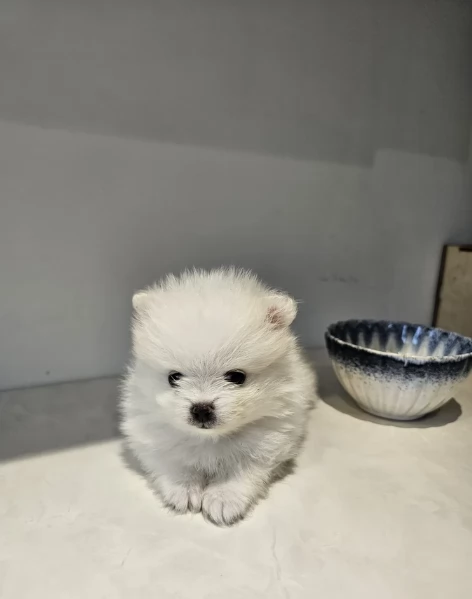 Cucciolo di Pomerania Toy con soffice pelliccia pronto per adozione | Foto 4