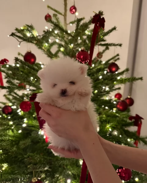 Cucciolo di Pomerania Toy con soffice pelliccia pronto per adozione | Foto 2