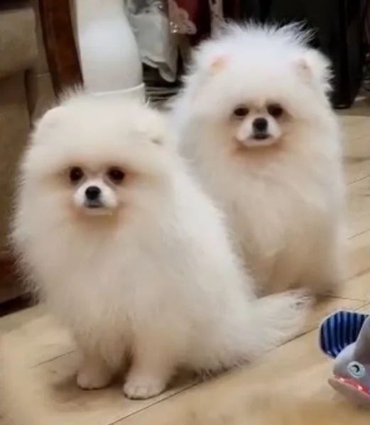 Cucciolo di Pomerania Toy con soffice pelliccia pronto per adozione | Foto 0