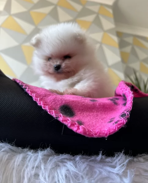 Cucciolo di Pomerania Toy con soffice pelliccia pronto per adozione