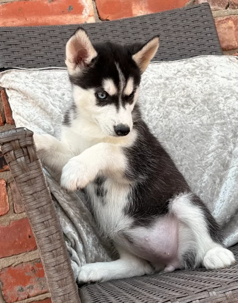 spettacolar cucciolo di husky per adozione | Foto 4