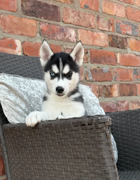 spettacolar cucciolo di husky per adozione | Foto 1