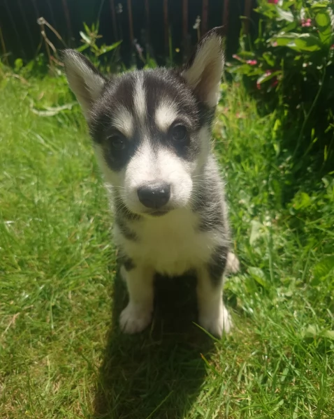 spettacolar cucciolo di husky per adozione