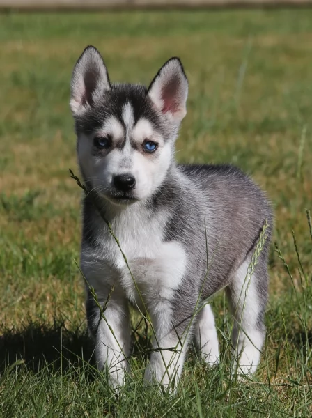 spettacolar cucciolo di husky per adozione | Foto 2