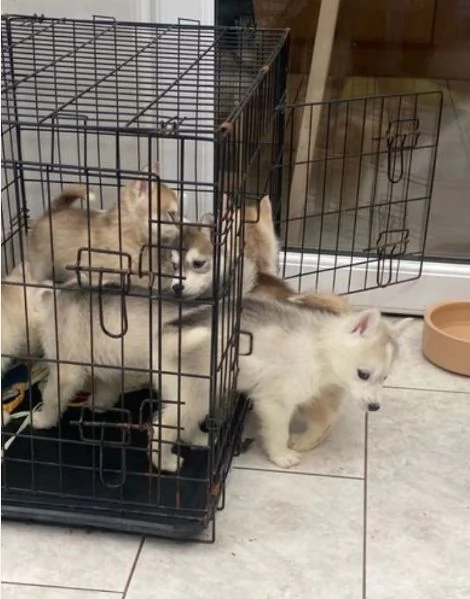 spettacolar cucciolo di husky per adozione | Foto 2